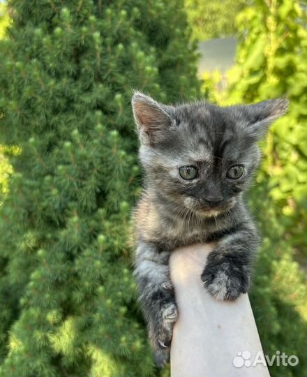 Котята девочки