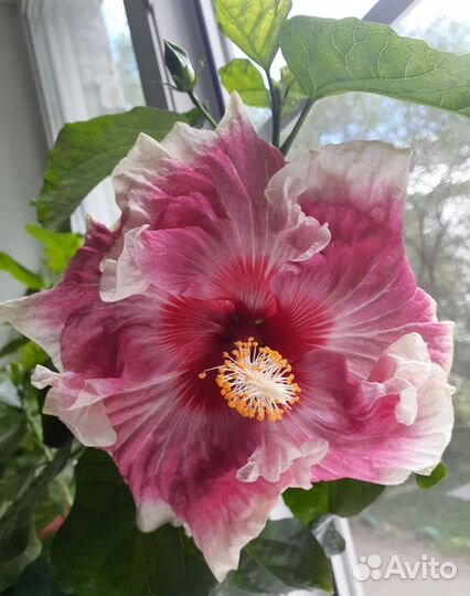 Гибискус lmperiae Beossom