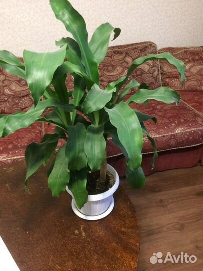 Комнатные цветы. Супер