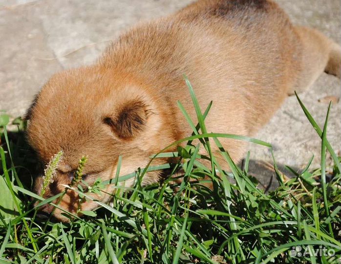 Девочка сиба-ину на фото