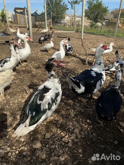 Мускусные утки (индоутки )