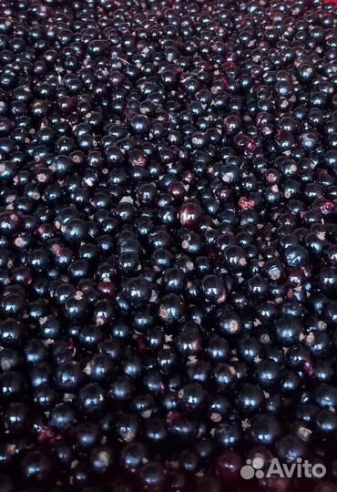 Черная Смородина замороженная