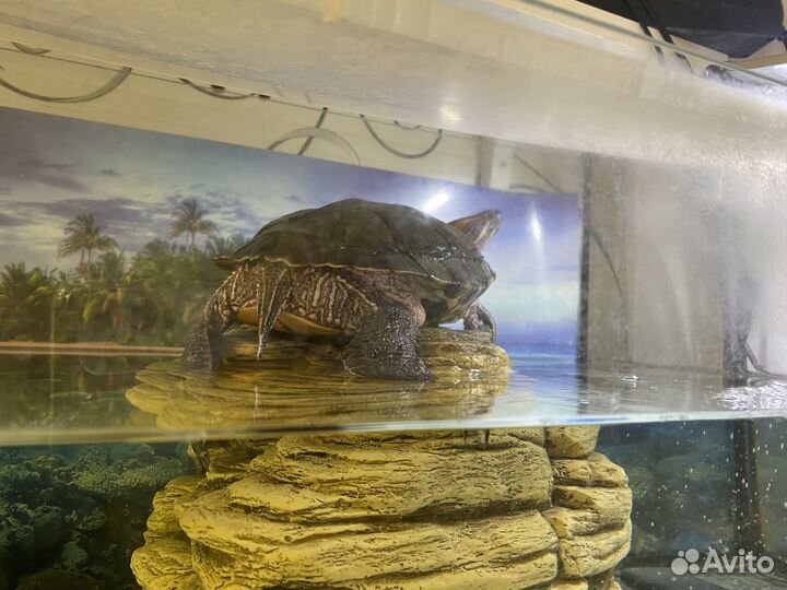 Красноухая черепаха с аквариумом