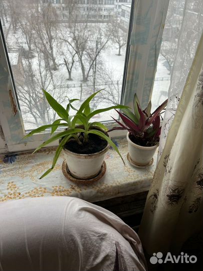 Спатифиллум, цветы в горшке