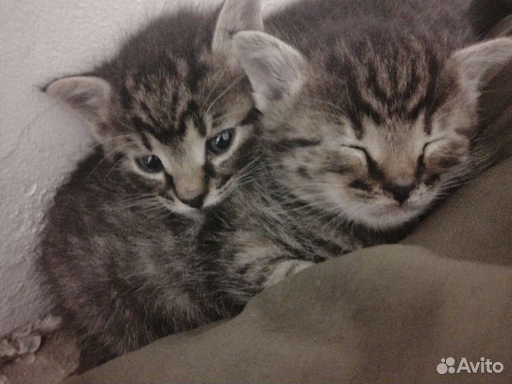 Британская кошка в дар