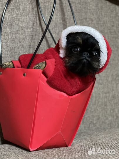 Бедлингтон терьер