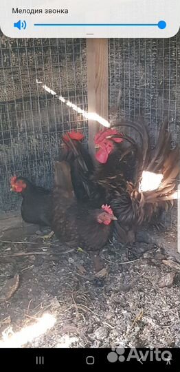 Пара шоколадных шабо