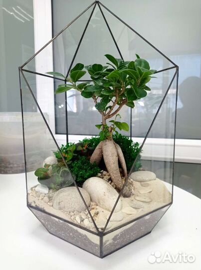 Фикус Бонсай