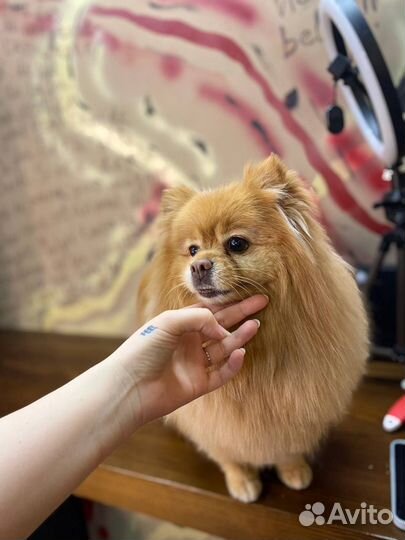 Груминг, стрижка собак,экспресс линька