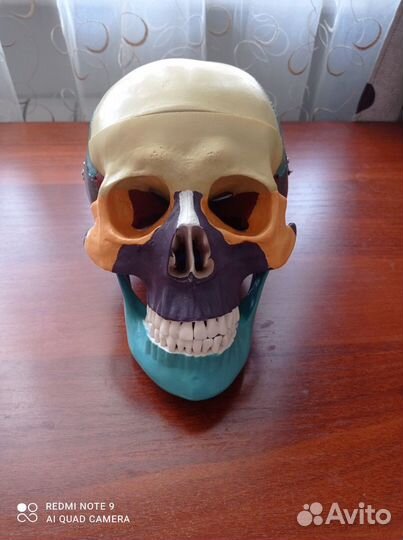 Череп анатомический