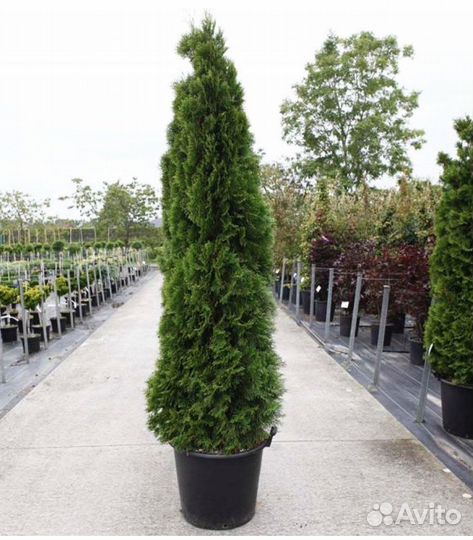Туя Смарагд