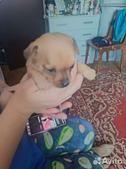 Той-терьер щенки