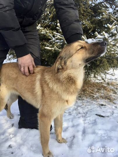 Ищу самого лучшего хозчина