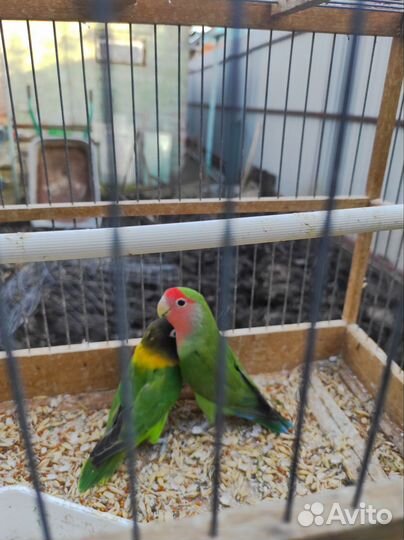 Неразлучники