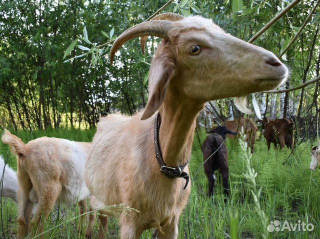 Продам дойную козу (покрыта)  в Новосибирске | Животные и .