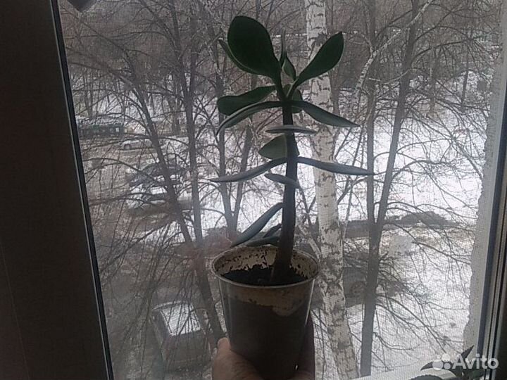 Живое дерево