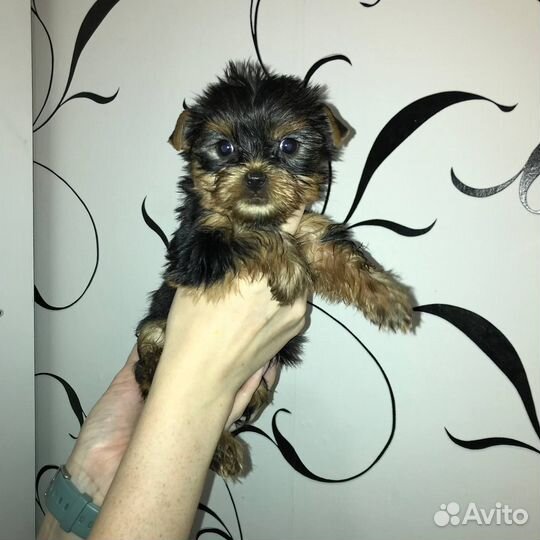 Йоркширский терьер щенки