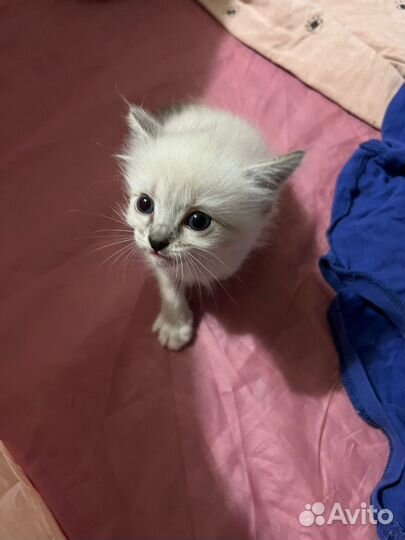 Котята отдам даром
