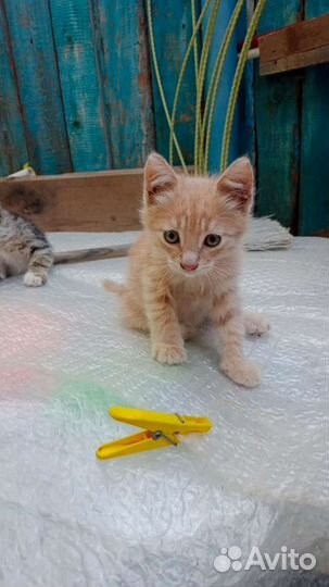 Котята в добрые руки бесплатно