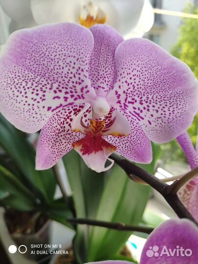 Орхидея фаленопсис