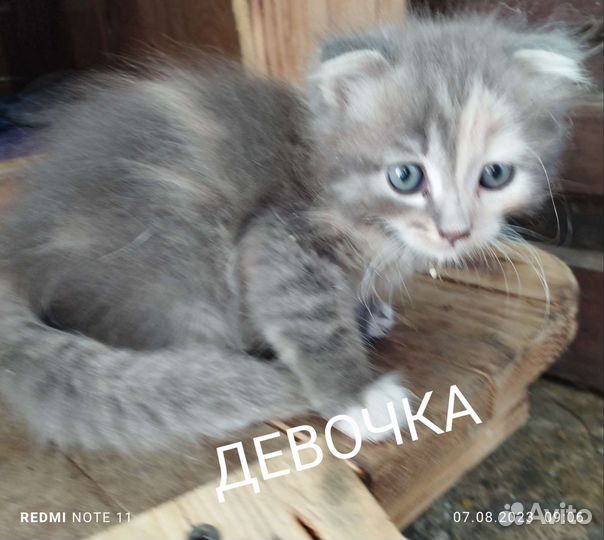 Кошка в дар бесплатно