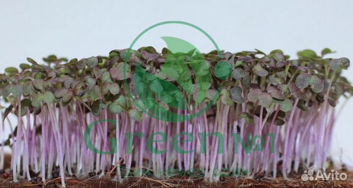 Семена для микрозелени