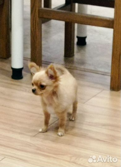 Чихуахуа мини