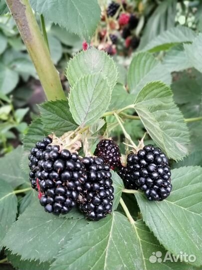 Саженцы Ежевики