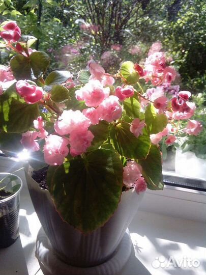 Бегонии Кейн и другие