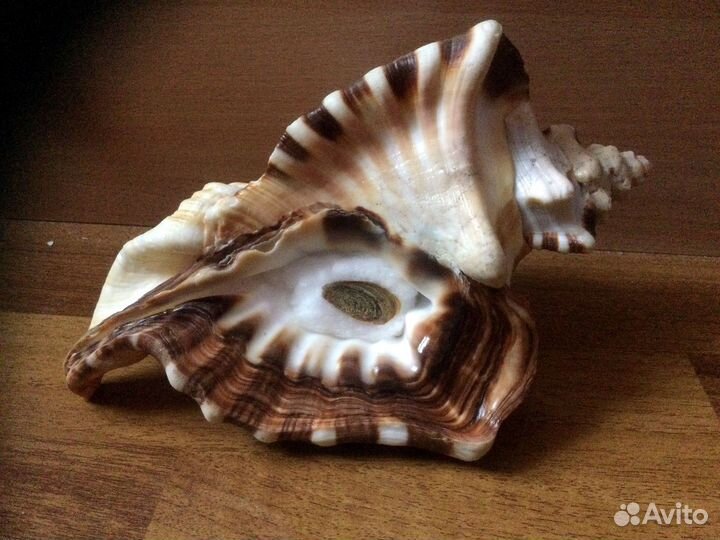 Морская раковина Cymatium Ranzanii 217,1 мм