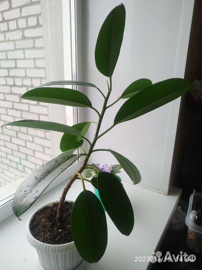 Фикус каучуконосный или эластика