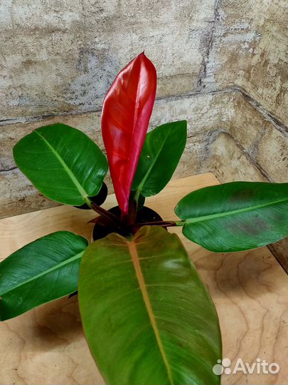 Растения для дома