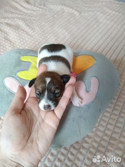 Джек Рассел терьер щенки бронь