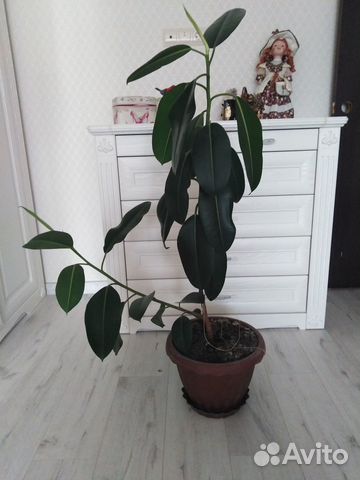 Комнатные растения фикус