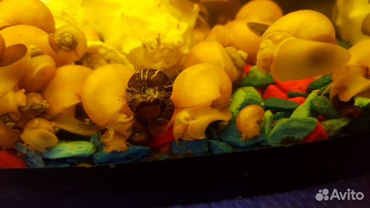 Аквариумные улитки, рыбки и корм для рыбок