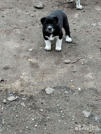 Щенки Алабая