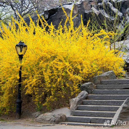 Форзиция пониклая