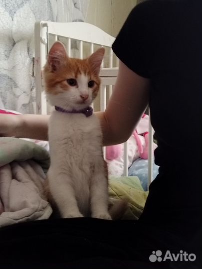 Котёнок в добрые руки