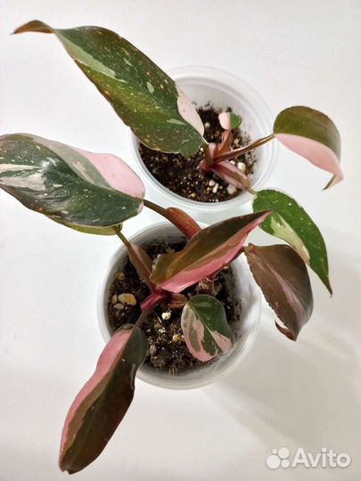 Филодендрон розовая принцесса