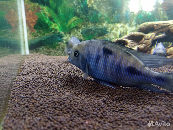 Аквариум с рыбками