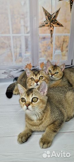 Британские котята