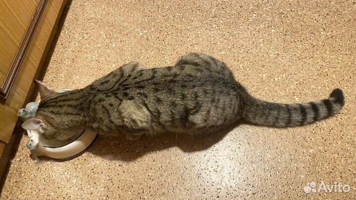 Годовалая кошечка