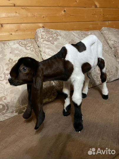 Козлята камори