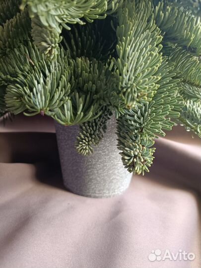 Ёлочка из нобилиса