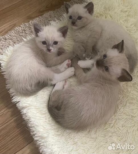 Сиамские котята