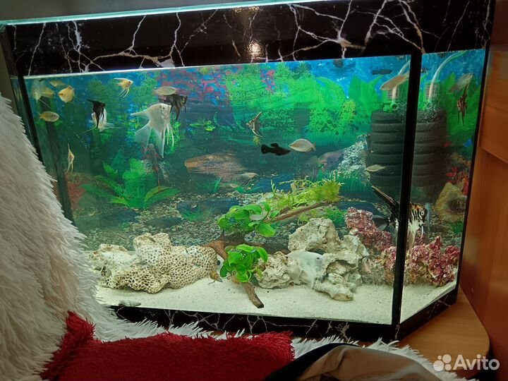 Аквариум