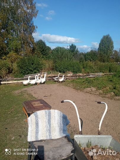 Гуси 6 шт порода Линда, возраст 2,5 мес