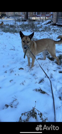 Собака в добрые руки