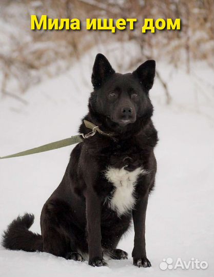 Дина и Мила ищут дом