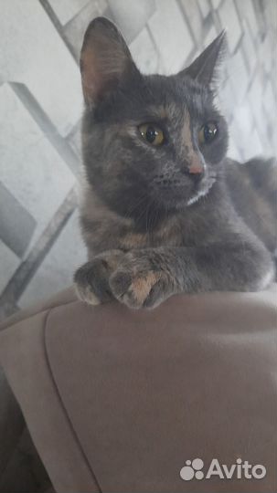 Кошечка в добрые руки